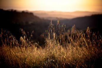 Картинка природа макро й ц у к ен г ш щ з х ф ы в а п горы калифорния трава свет