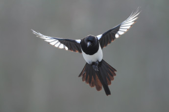 Картинка животные птицы птица полёт оперенье