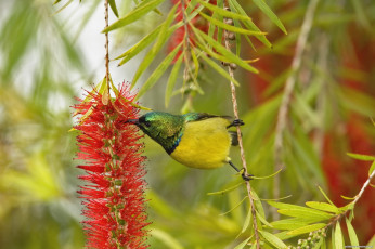 Картинка нектарница животные птицы цветок