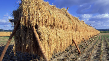 Картинка природа поля поле стога сено