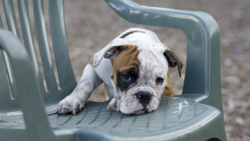 Картинка животные собаки щенок стул