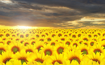 Картинка цветы подсолнухи подсолнечники тучи