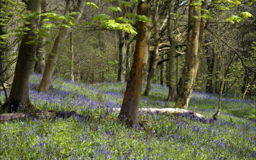 Картинка природа лес деревья цветы