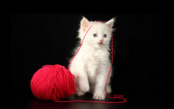Картинка животные коты нитки клубок котёнок