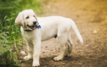 Картинка животные собаки щенок