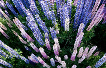 Картинка цветы люпин сиреневый фиолетовый