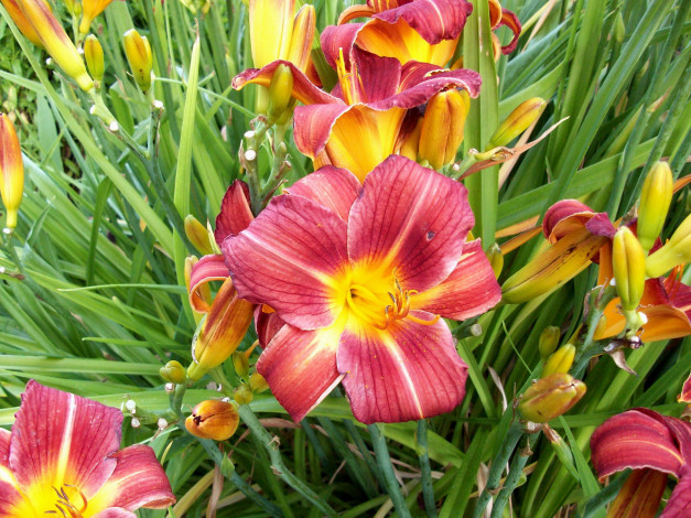 Обои картинки фото цветы, лилии, лилейники