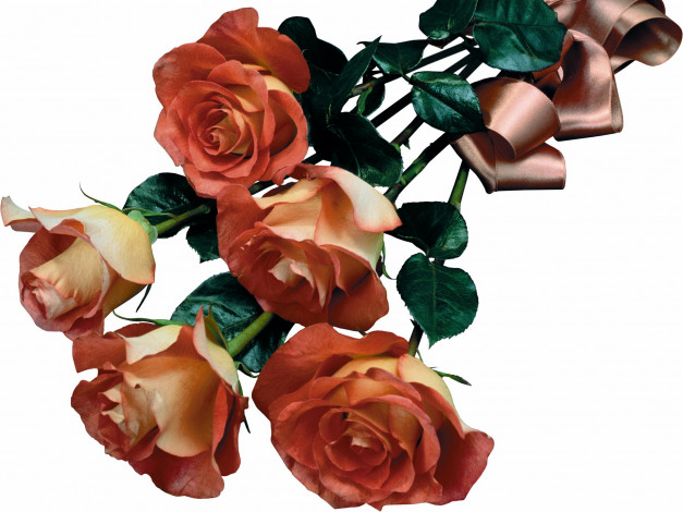 Обои картинки фото цветы, розы