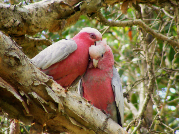 Обои картинки фото животные, попугаи, galahs, какаду
