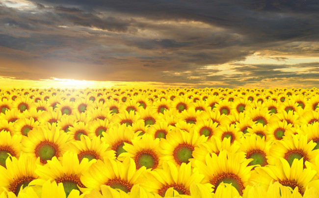 Обои картинки фото цветы, подсолнухи, подсолнечники, тучи