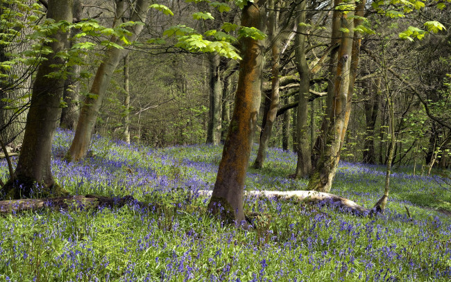 Обои картинки фото природа, лес, деревья, цветы