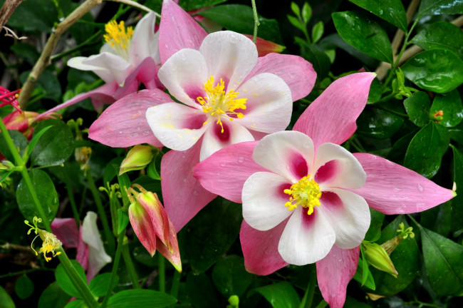 Обои картинки фото цветы, аквилегия, водосбор, нежность, розовый