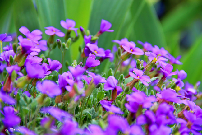 Обои картинки фото автор, thean, цветы, сиреневый