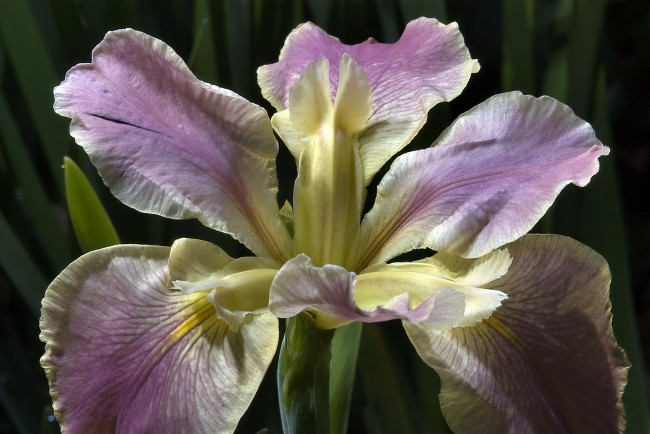 Обои картинки фото цветы, ирисы, ирис