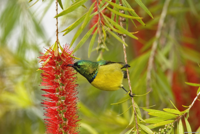Обои картинки фото нектарница, животные, птицы, цветок
