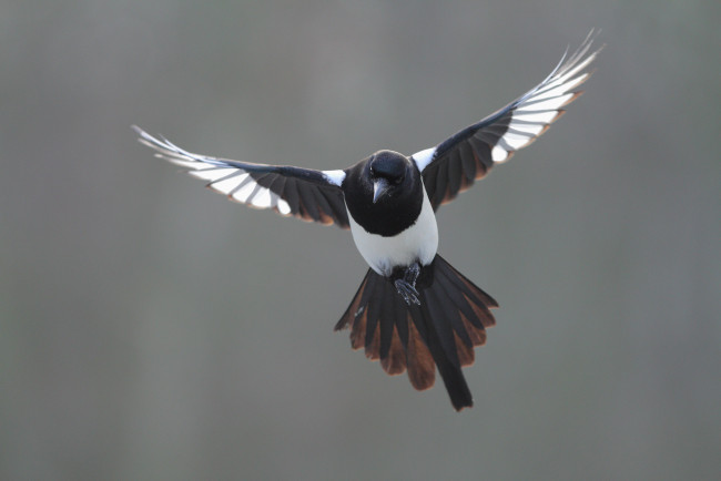 Обои картинки фото животные, птицы, птица, полёт, оперенье