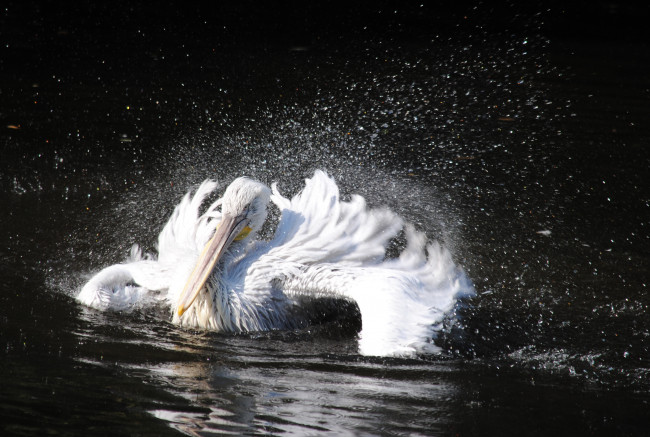 Обои картинки фото животные, пеликаны, вода, брызги