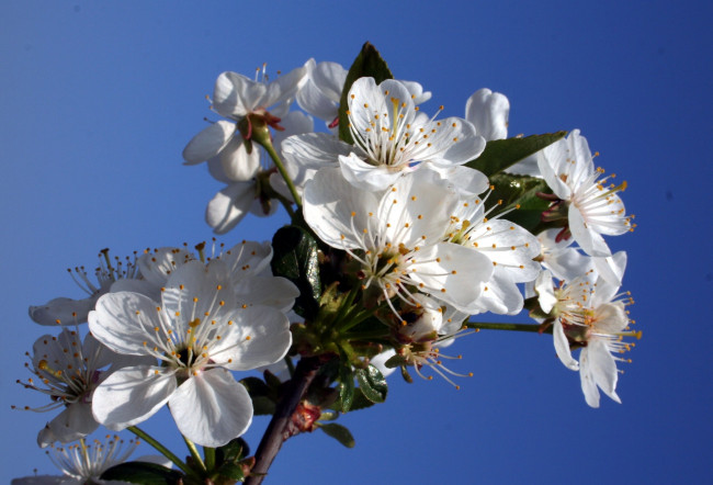 Обои картинки фото цветы, цветущие, деревья, кустарники, небо, ветка, листья