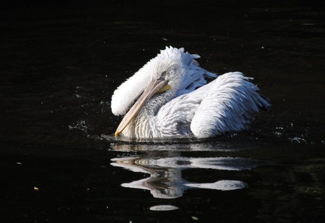 Обои картинки фото животные, пеликаны, вода, брызги