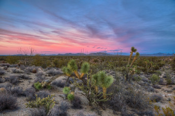 Картинка природа пустыни простор