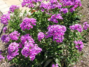 Картинка цветы флоксы лиловый