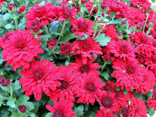 Картинка цветы хризантемы много