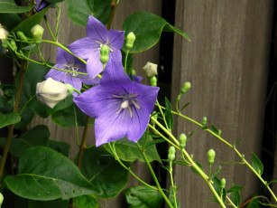 Картинка цветы колокольчики лиловый