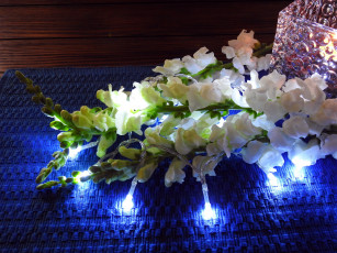 Картинка цветы львиный+зев композиция