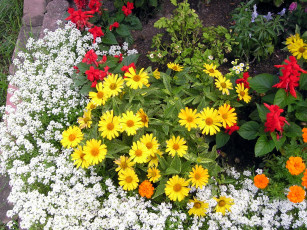 Картинка цветы разные+вместе клумба