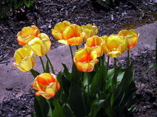 Картинка цветы тюльпаны бутоны