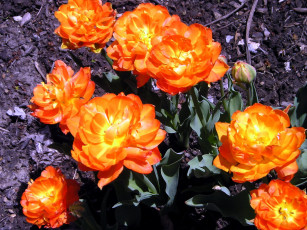 Картинка цветы тюльпаны оранжевый