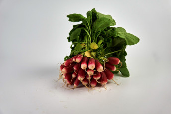 Картинка еда редис +репа +редька редиска