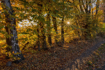 Картинка природа лес деревья