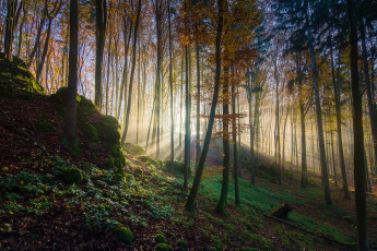 Картинка природа лес деревья