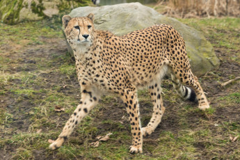 Картинка животные гепарды хищник