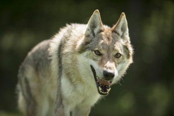 Картинка животные волки +койоты +шакалы хищник