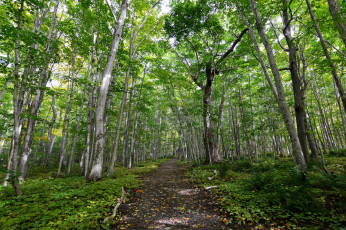 Картинка природа дороги тракт