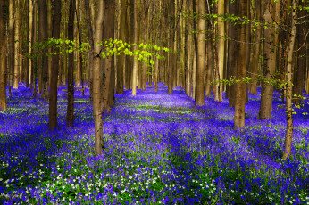 Картинка природа лес цветы