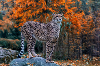 Картинка животные гепарды хищник