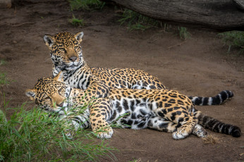 Картинка животные леопарды хищник