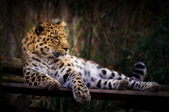 Картинка животные леопарды хищник