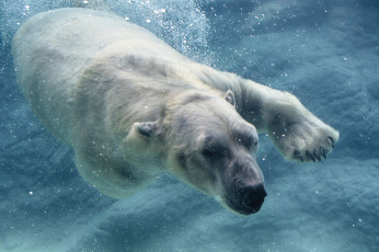 Картинка животные медведи хищник