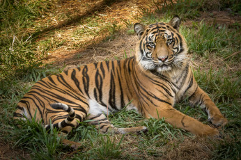 Картинка животные тигры хищник