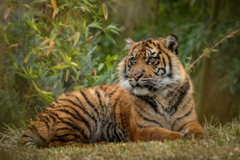 Картинка животные тигры хищник