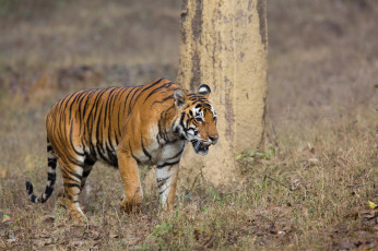 Картинка животные тигры хищник