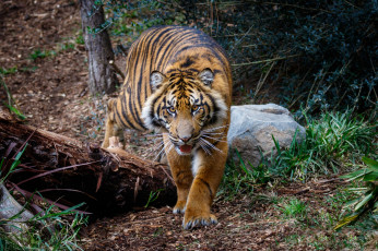 Картинка животные тигры хищник