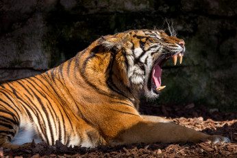 Картинка животные тигры хищник