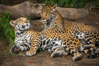 Картинка животные Ягуары хищник