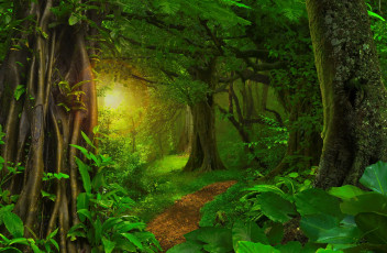 Картинка природа лес