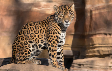 Картинка животные Ягуары хищник